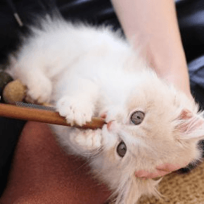 A kitten chewing on a wooden rod with an arm holding their head