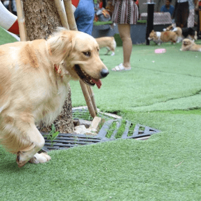 Golden retriever type dog walking through a park with other people and dogs