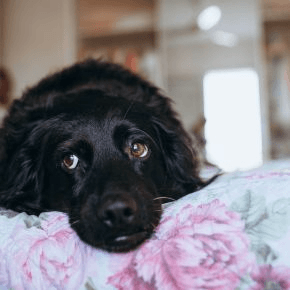 A black dog lying on a bed