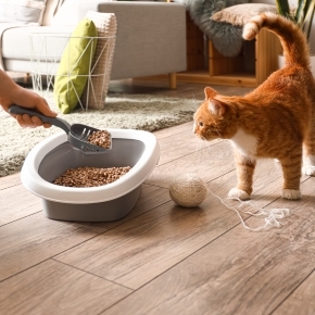 Cat walking near litter box with person scooping it