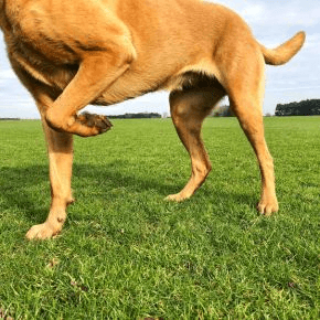 A dog's lower body with one front paw lifted on the grass