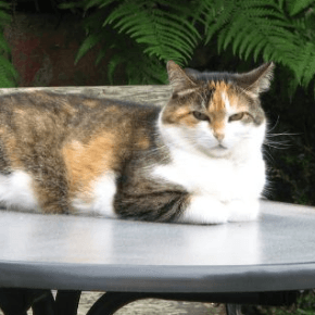 A cat sitting on a table outdoors