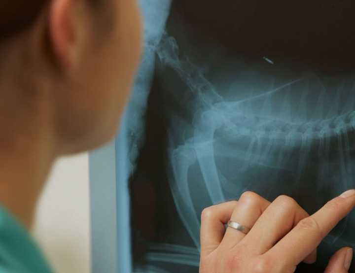 Vet examining x-ray at Animal Medical Centre